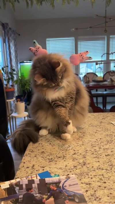 Your Easter message from Nimbus: What in the HECK is Easter and WhAt is HAPPENING