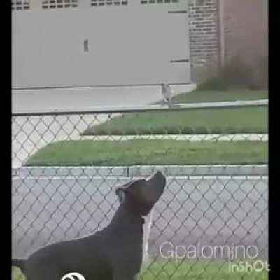 Cute dog kisses a bird