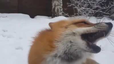 Boop!