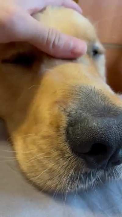 Any other goldens out there make this sound when they&rsquo;re being petted?