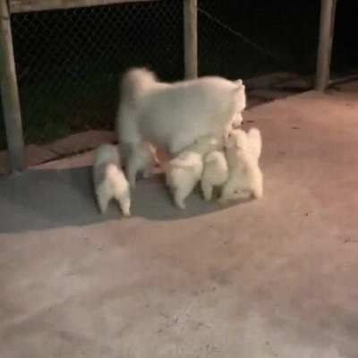 Papa dog meets his puppies for the first time