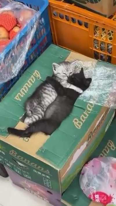 Bodega Kittens Taking a Nap