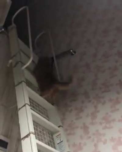 He is chonking up the stairs