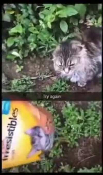 It's meow mix!