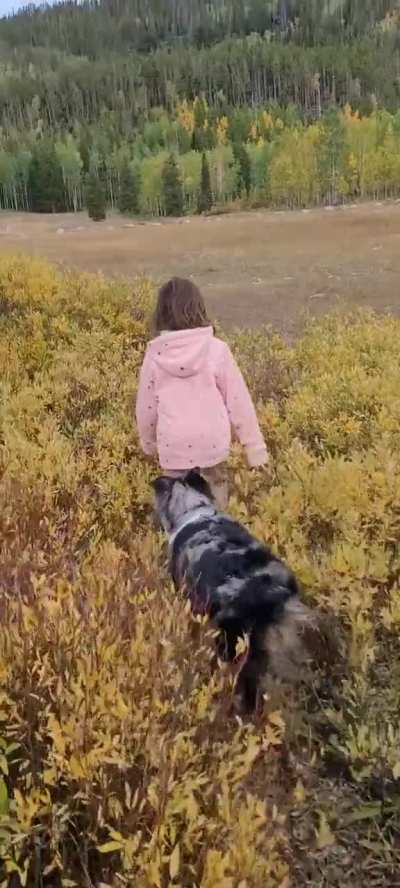 Running dogs 😁