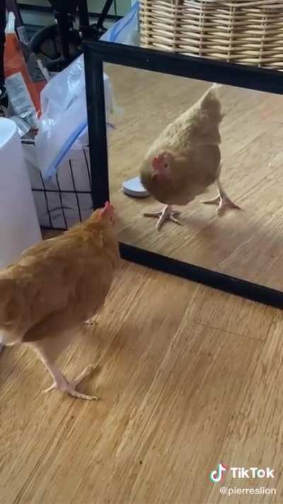 i can&rsquo;t stop laughing at this
