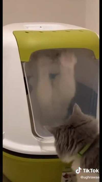Cat "trapped" inside the litterbox