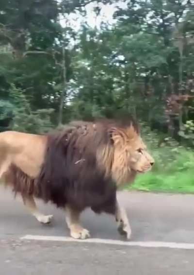 He is your king