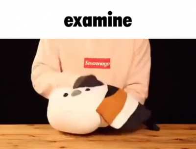 examine