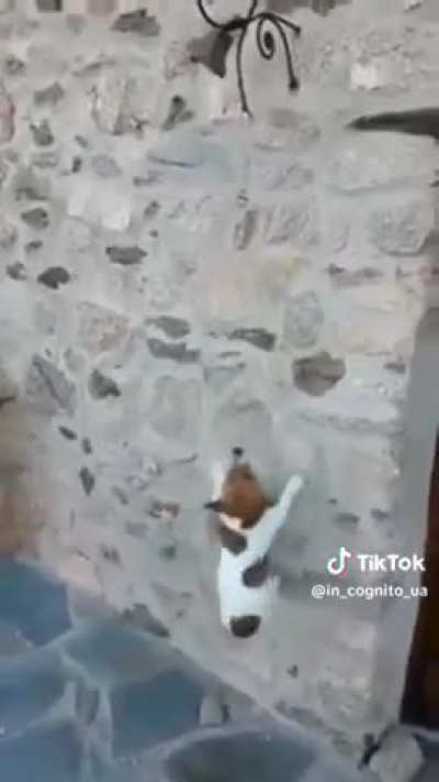 cachorro