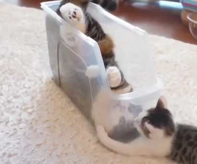 meow