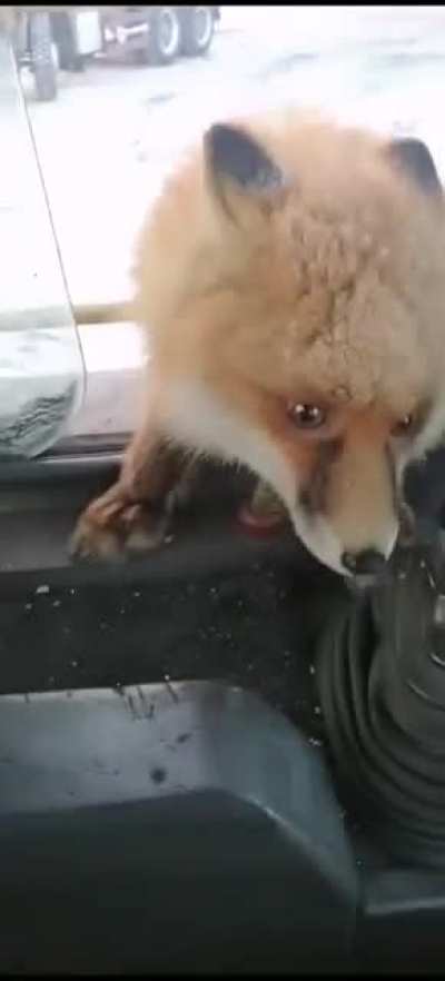 Заходи в гости, колобком угощу!