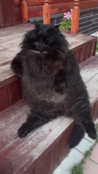Котик