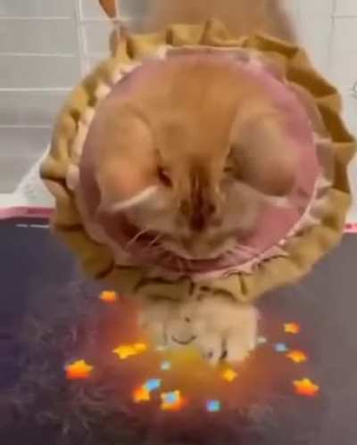 ApEx prEDaTor BRutALlY mURdErs EVERY VicTiM!