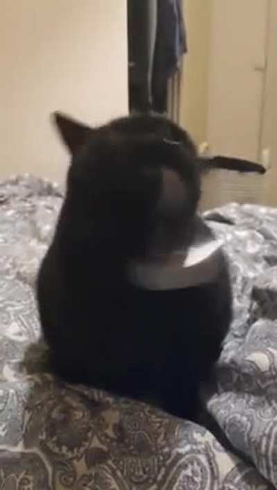 CRAZED voId ShoWs hUmaN What wILl HappEn iF fOoD BowL Is Found EmpTy
