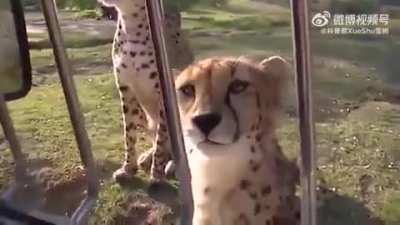 Cheetahs cannot roar like big cats like tigers and lions, they purr, meow or chirp.LOL