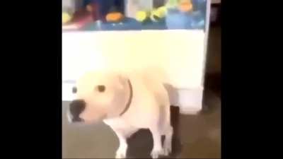 Can't help but think of this dog when I listen to Mulberry Street