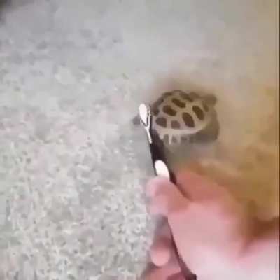 UwU