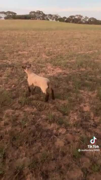 "Ewe-ber"