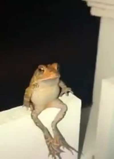 do a flip!