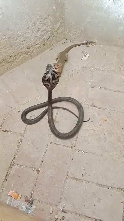 Mongoose vs Cobra