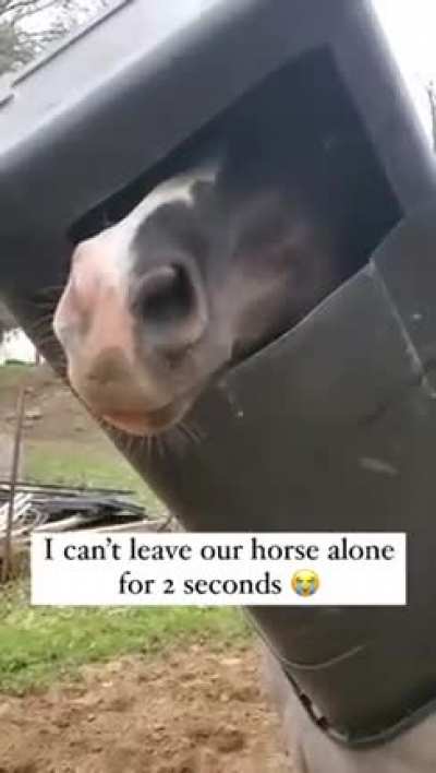 &ldquo;I&rsquo;m the coolest horse on the planet, with my new helmet&rdquo; 🤣