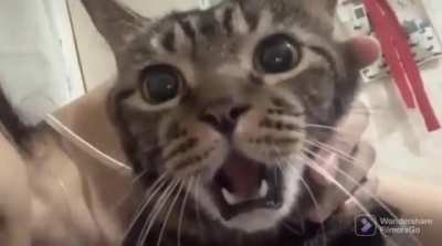 Cat&rsquo;s reaction to getting a kiss