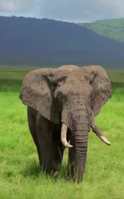 🔥the King of Africa