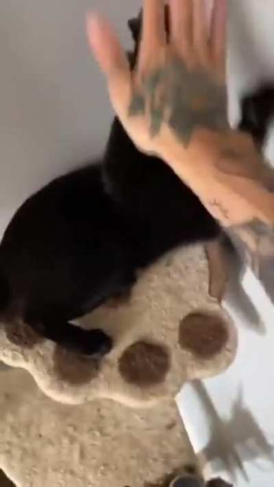 man and cat fight