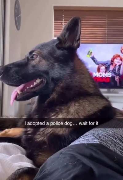 When you adopt a police dog