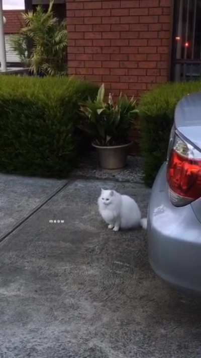 Squeak or Chirp?