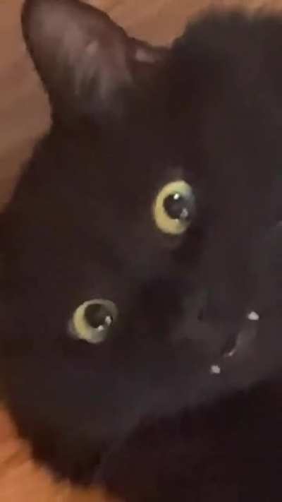 The derpiest of teefies