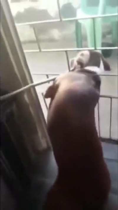 Dog wid da stick