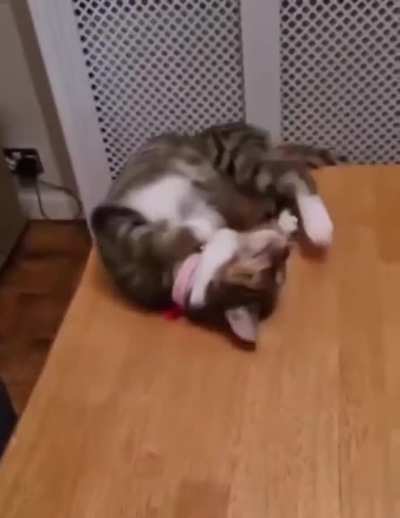 FeLiNe cruEllY fallS OFF A cliFf WhIlE SICK owNEr eNJOys The sHoW!