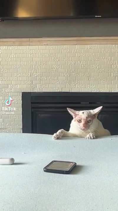 cat