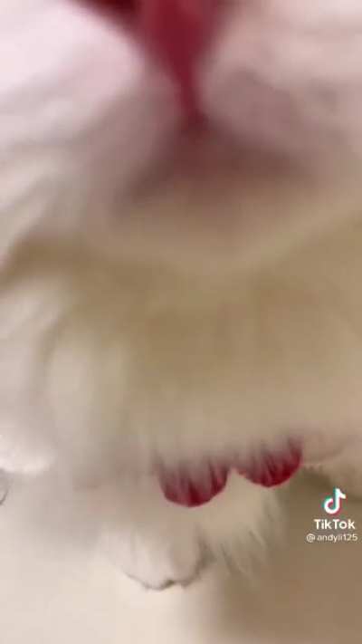 Cat tutorial &ldquo; How to squeak adorably &ldquo;