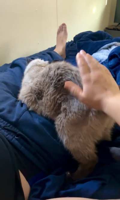 Morning bongos in bed