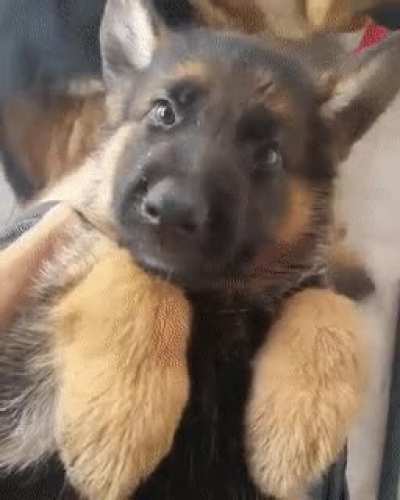 Confused head tilts