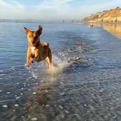 She&rsquo;s cute and she knows it. Here&rsquo;s my pup Poppy having her Baywatch moment.