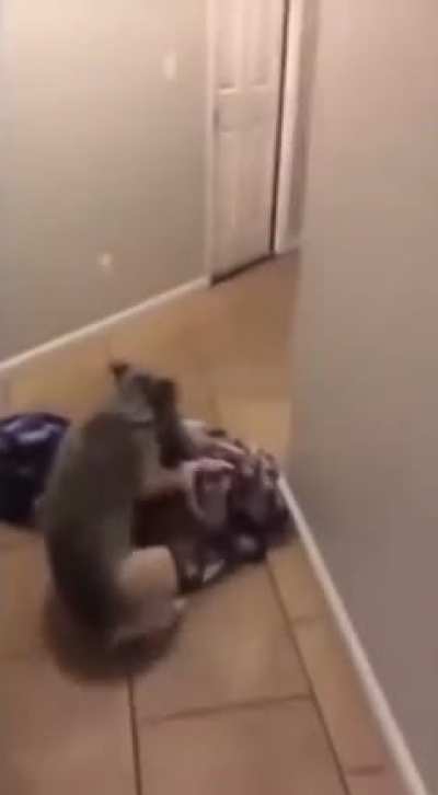 What the dog doin