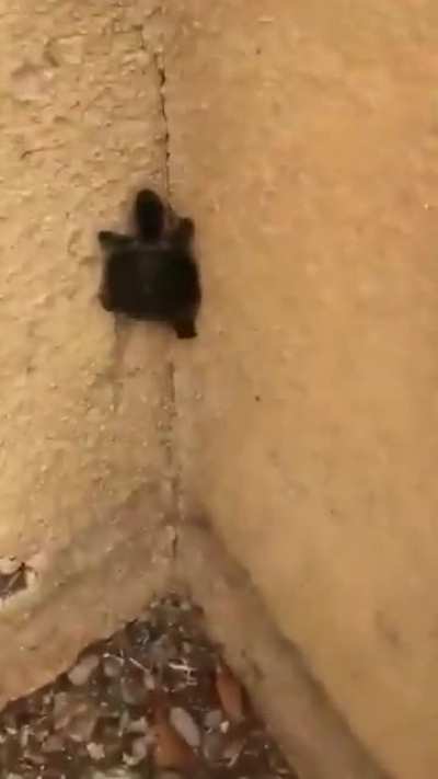 Ninja turtle