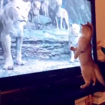 I stand with my fellow felines