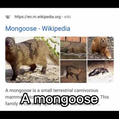 Amongoose