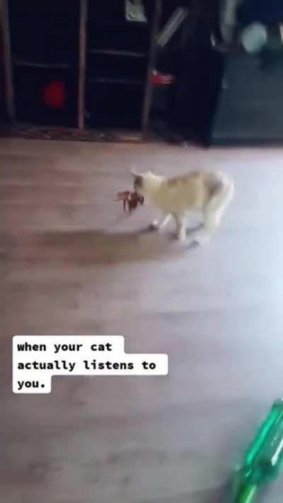 When your cat finally listens to you