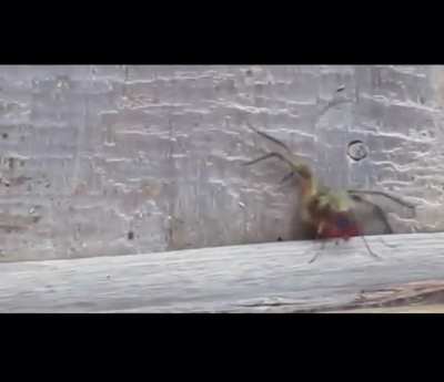 Spider paralyzed by Spider-Wasp