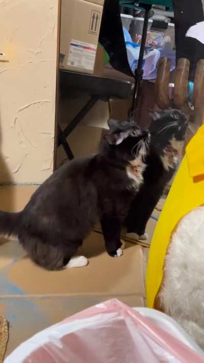 Kuro&rsquo;s two brain cells fighting for third place 😂