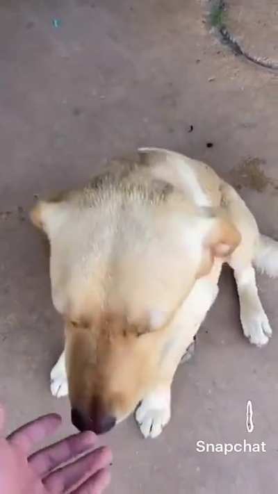 Big dogs are nice