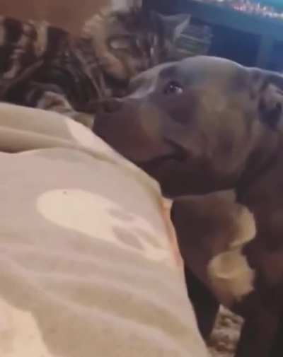 Dog likes being licked by kitten