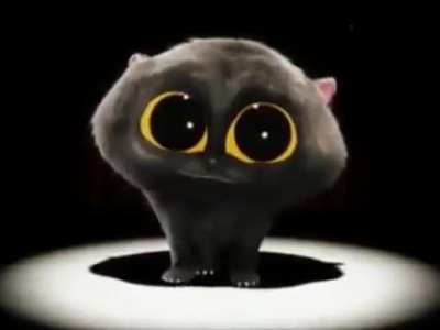 funni dance cat