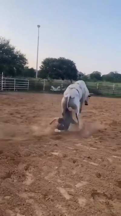 Trying To Ride An Angry Bull